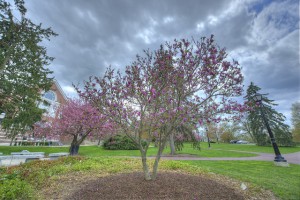 magnolia tree with cloudy sky