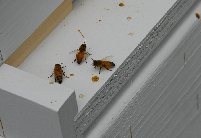 All Abuzz About E-town’s Bees
