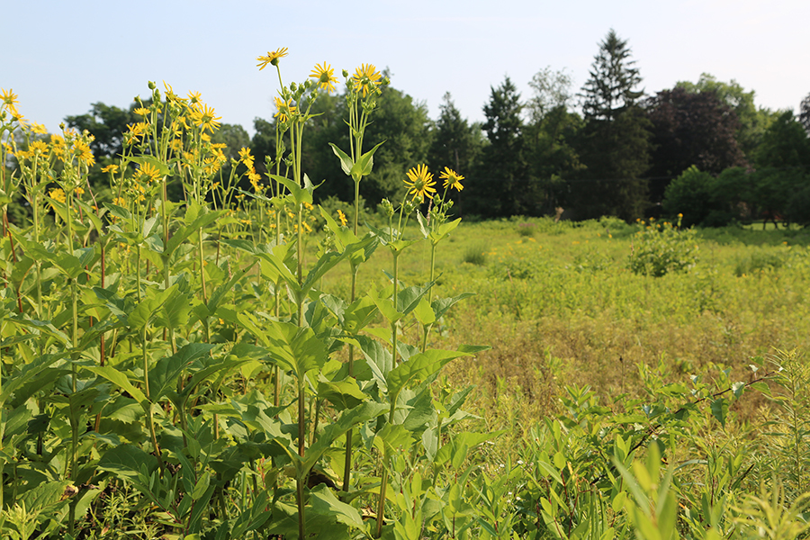 Lawn Conversion Project Highlights Elizabethtown College’s Latest Sustainability Initiative